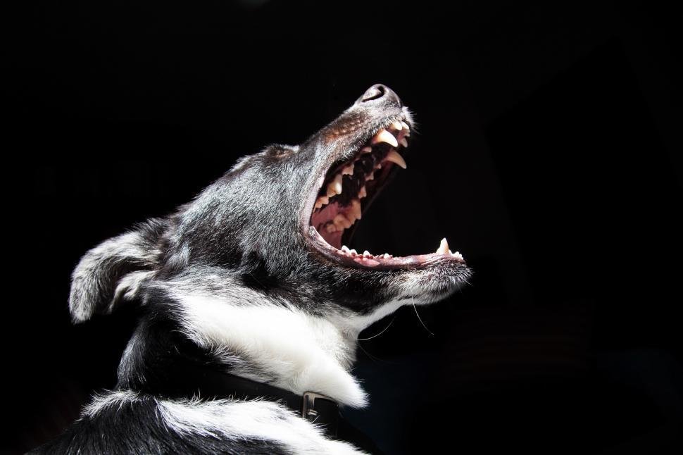 10 Instances When Your Dog's Behavior Wasn't Intentional Misconduct