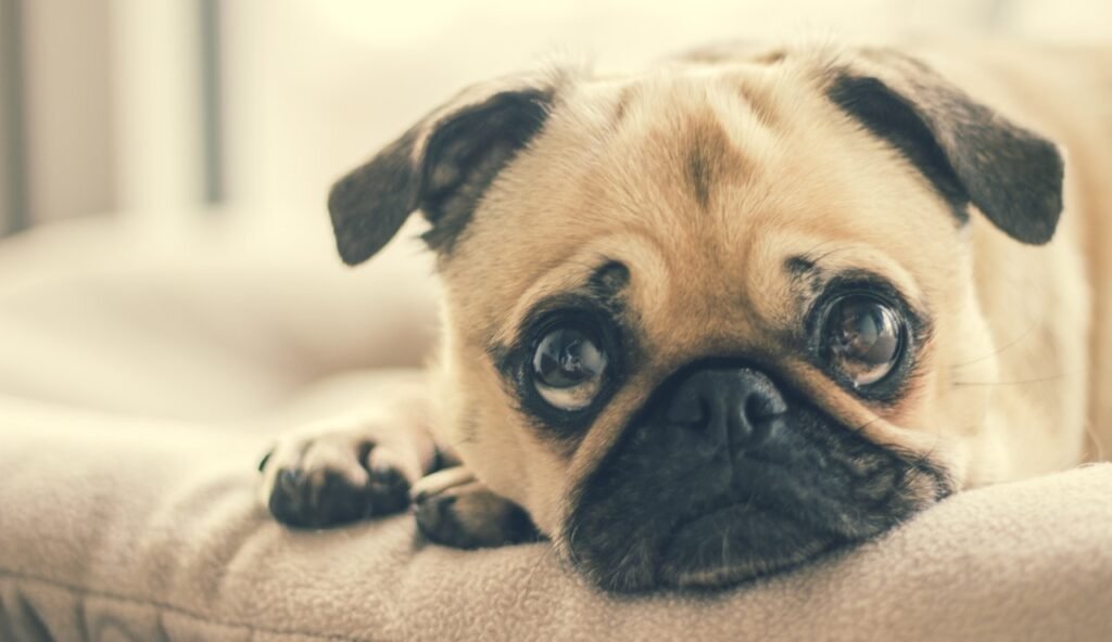 10 Signs That Your Dog Might Be Sad - Jioo News