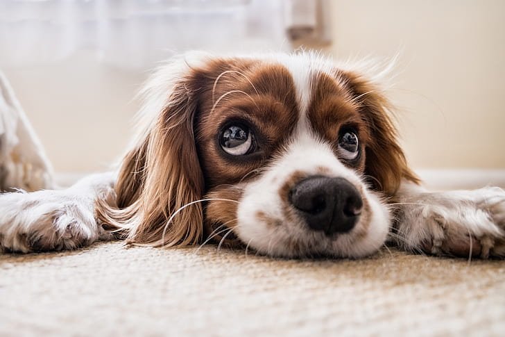 10 Signs That Your Dog Might Be Sad - Jioo News