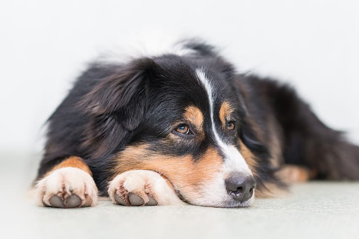 10 Signs That Your Dog Might Be Sad - Jioo News