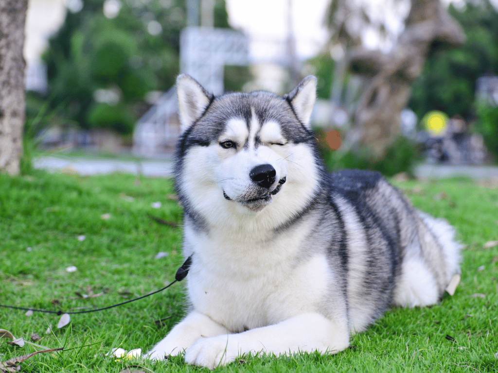 Embrace the Charm of Siberian Huskies - A Complete Guide