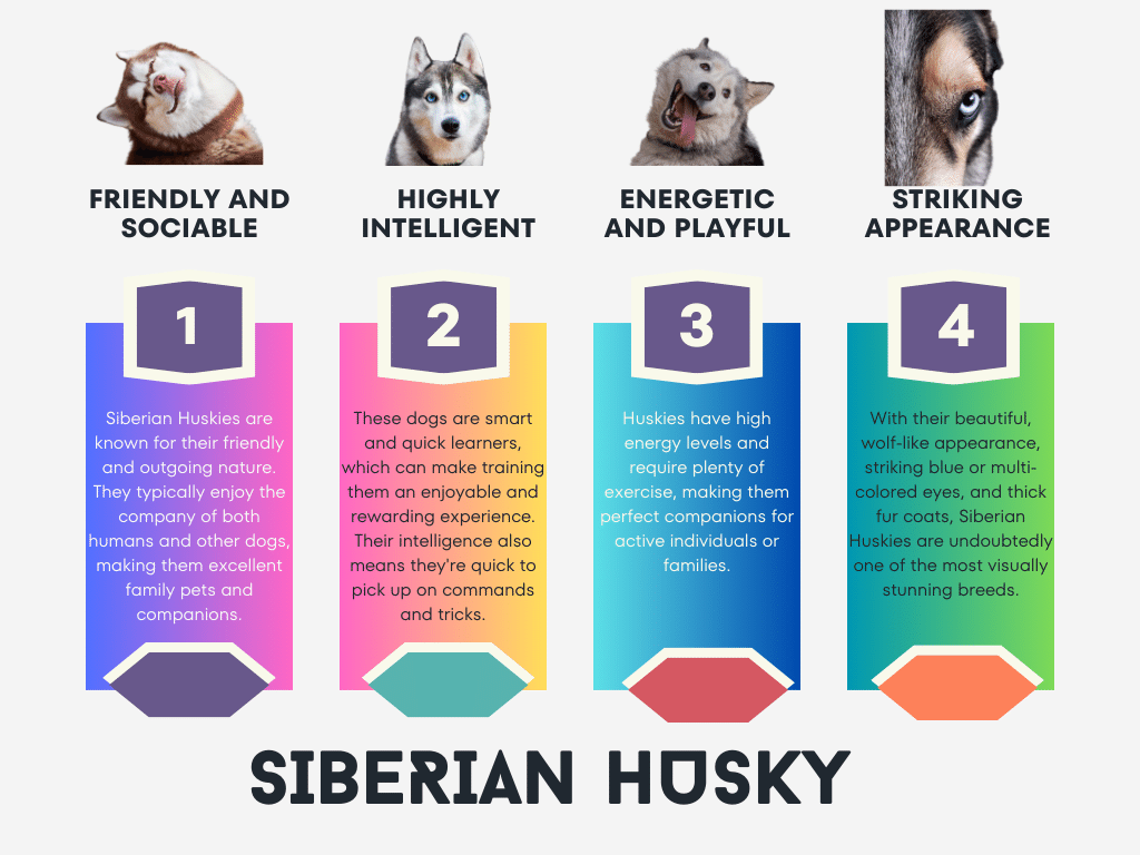 7 Essential Tips for Raising a Healthy Labrador and Siberian Husky Mix