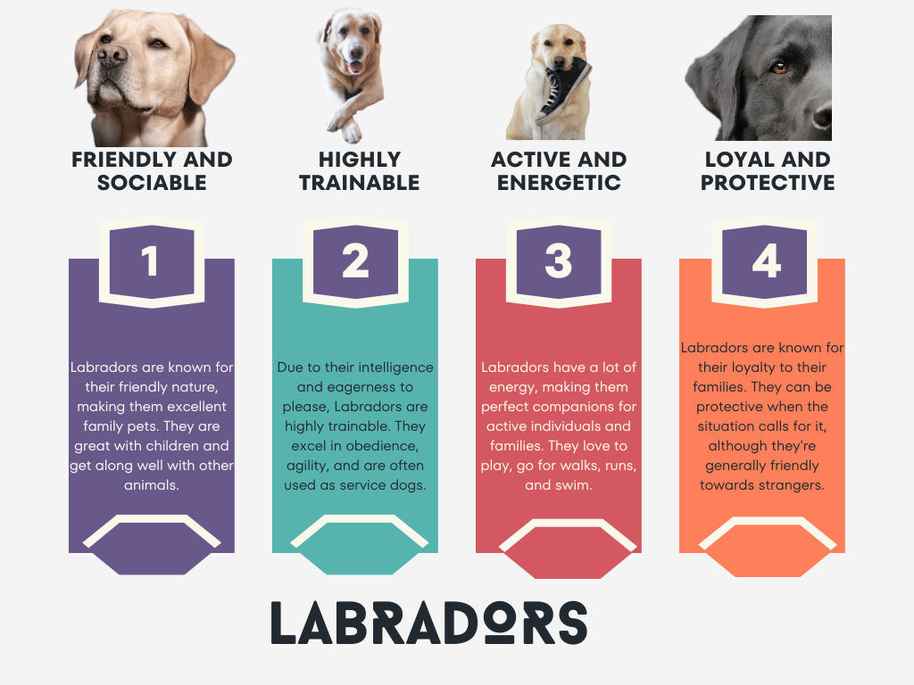 7 Essential Tips for Raising a Healthy Labrador and Siberian Husky Mix